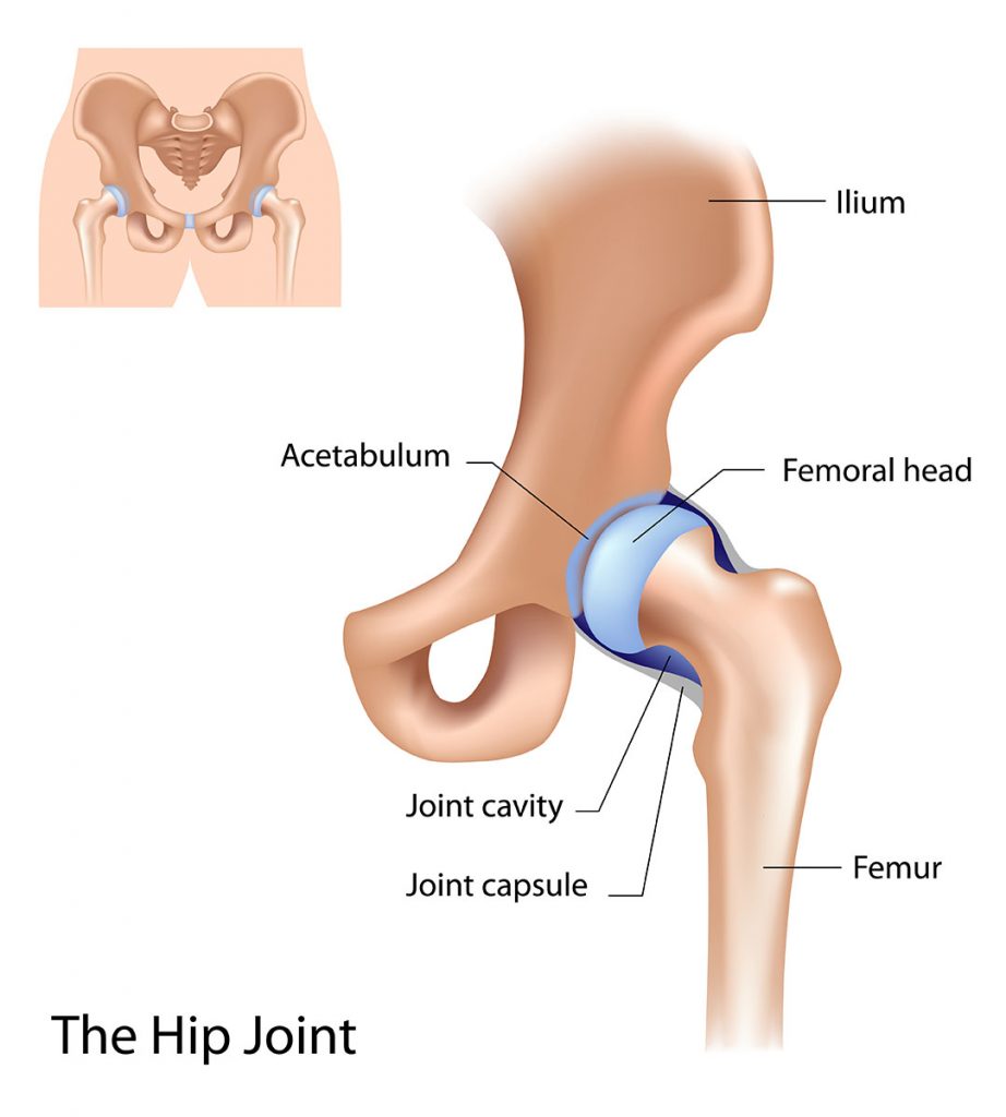 Hip Pointer Mechanism Of Injury Signs Symptoms And Treatment Dr Geier